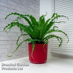 Asplenium Antiquum 'Osaka' -EcoFlora Sales Shop ASPL OSAKA WKF1159