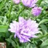 Aster Novi-belgii 'Audrey' -EcoFlora Sales Shop ASTE T82134 A