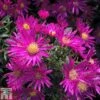 Aster Novi-belgii 'Bahamas' -EcoFlora Sales Shop ASTE T82136 A