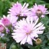 Aster Novi-belgii 'Chatterbox'