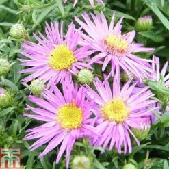 Aster Novi-belgii 'Dandy'