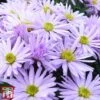 Aster Novi-belgii 'Lady In Blue'