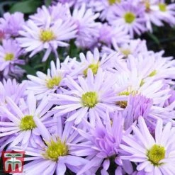 Aster Novi-belgii 'Lady In Blue' -EcoFlora Sales Shop ASTE T82142 B