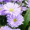 Aster Novi-belgii 'Norman's Jubilee' -EcoFlora Sales Shop ASTE T82146 A
