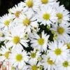 Aster Novi-belgii 'Snow Cushion' -EcoFlora Sales Shop ASTE T82150 A