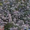 Aster Novi-belgii 'Lady In Black' -EcoFlora Sales Shop ASTE T82198 A