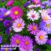 Aster Alpinus Mixed