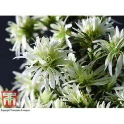 Spider Azalea Magisnow Tree 'Winter Beauty'- Gift -EcoFlora Sales Shop AZAL WGKB7068 C