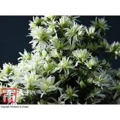 Spider Azalea Magisnow Tree 'Winter Beauty'- Gift -EcoFlora Sales Shop AZAL WGKB7068 D