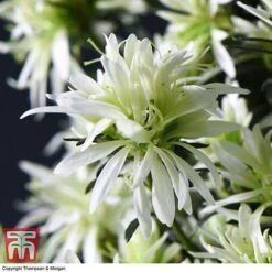 Spider Azalea Magisnow Tree 'Winter Beauty'- Gift -EcoFlora Sales Shop AZAL WGKB7068 E