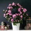 Azalea Hoop 'Light Pink'- Gift