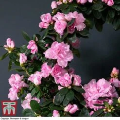 Azalea Hoop 'Light Pink'- Gift -EcoFlora Sales Shop AZAL WGKB7094 B1