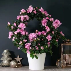 Azalea Hoop 'Light Pink'- Gift -EcoFlora Sales Shop AZAL WGKB7094 NOW1