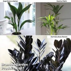 Almost Unkillable Houseplant Mixed Pot Collection -EcoFlora Sales Shop Almost Unkillable Hp Mix Pot Coll WKF11021