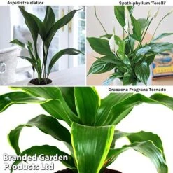 Almost Unkillable Houseplant Collection -EcoFlora Sales Shop Almost20Unkillable20House20Plant20Collection WKF1101