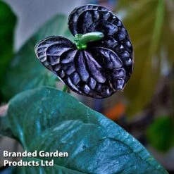 Anthurium 'Black Love' -EcoFlora Sales Shop AnthuriumBlackLove WKF1184