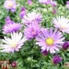 Aster Dumosus 'Samoa' -EcoFlora Sales Shop Aster20Samoa