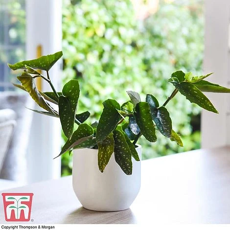 Begonia Maculata 4 Begonia Maculata - Image 2