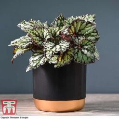 Begonia Rex Trio - Gift -EcoFlora Sales Shop BEG WKB4884 A11