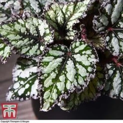 Begonia Rex Trio - Gift -EcoFlora Sales Shop BEG WKB4884 B11
