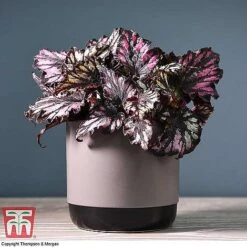 Begonia Rex Trio - Gift -EcoFlora Sales Shop BEG WKB4890 A11