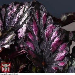 Begonia Rex Trio - Gift -EcoFlora Sales Shop BEG WKB4890 B11