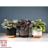 Begonia Rex Trio - Gift -EcoFlora Sales Shop BEG WKB5046 A21