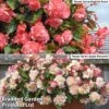 Begonia 'Sweet N Spice' Duo -EcoFlora Sales Shop BEGO KC8269