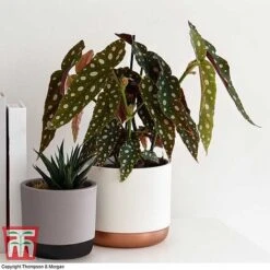 Begonia Maculata 8 Begonia Maculata -EcoFlora Sales Shop BEGO WKB2725 G