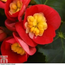 Begonia Elatior 'Valentino Pink' -EcoFlora Sales Shop BEGO WKB4120 D