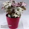 Begonia 'Benichoma' -EcoFlora Sales Shop BEGO BENICHOMA S44174