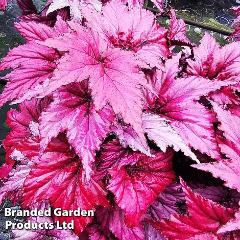 Begonia Rex 'Candy Queen' 3 Begonia Rex 'Candy Queen'