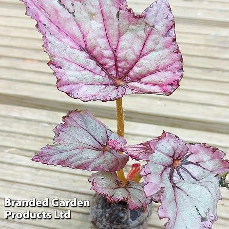 Begonia Rex 'Candy Queen' 4 Begonia Rex 'Candy Queen' - Image 2
