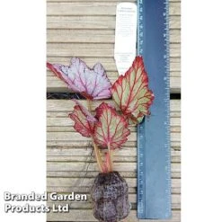 Begonia Rex 'Candy Queen' 7 Begonia Rex 'Candy Queen' -EcoFlora Sales Shop BEGO CANDY WKF1115 C