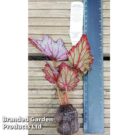 Begonia Rex 'Candy Queen' 5 Begonia Rex 'Candy Queen' - Image 3