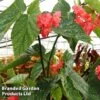 Begonia 'Comte De Lesseps' -EcoFlora Sales Shop BEGO COMTEDELE S39301