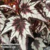 Begonia 'Dark Eyes' -EcoFlora Sales Shop BEGO DARKEYES S455861
