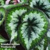 Begonia 'Emerald Giant' -EcoFlora Sales Shop BEGO EMERALDGI S38812