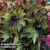Begonia 'Green Gecko' 1 Begonia 'Green Gecko' -EcoFlora Sales Shop BEGO GREENGECK S45585