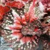 Begonia Rex 'Helter Skelter' -EcoFlora Sales Shop BEGO HELTERSKE WKF1116 A