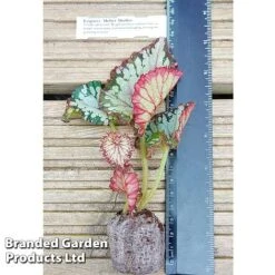 Begonia Rex 'Helter Skelter' -EcoFlora Sales Shop BEGO HELTERSKE WKF1116 C