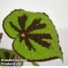 Begonia Masoniana 'Rock' 1 Begonia Masoniana 'Rock' -EcoFlora Sales Shop BEGO JUNGLEROC T38833