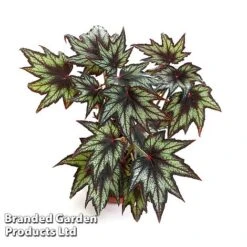 Begonia 'Little Brother Montgomery' 7 Begonia 'Little Brother Montgomery' -EcoFlora Sales Shop BEGO LILBROMON W45804