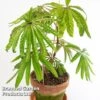 Begonia Luxurians 2 Begonia Luxurians -EcoFlora Sales Shop BEGO LUXURIANS W45807