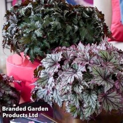 Begonia 'Spacestars Duo' -EcoFlora Sales Shop BEGO MAIAAVIOR S43867