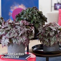Begonia 'Spacestars Duo' -EcoFlora Sales Shop BEGO MAIAAVIOR S43868