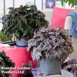 Begonia 'Spacestars Duo' -EcoFlora Sales Shop BEGO MAIAAVIOR S43869