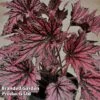 Begonia 'Merry Maker' -EcoFlora Sales Shop BEGO MERRYMAKE S45587