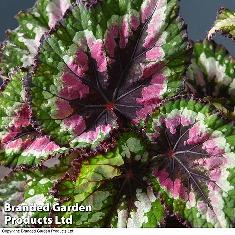 Begonia 'Merry Christmas' 3 Begonia 'Merry Christmas'