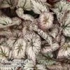 Begonia 'Silver Lace' -EcoFlora Sales Shop BEGO SILVERLAC W45806